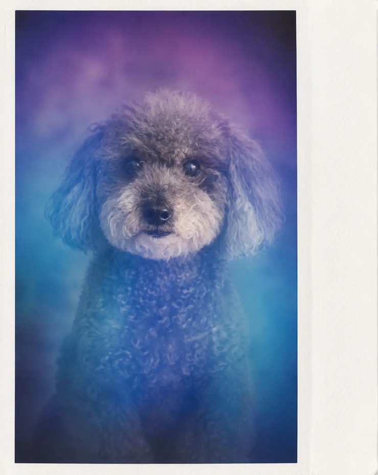 Retrato de aura de un poodle con aura violeta y azul